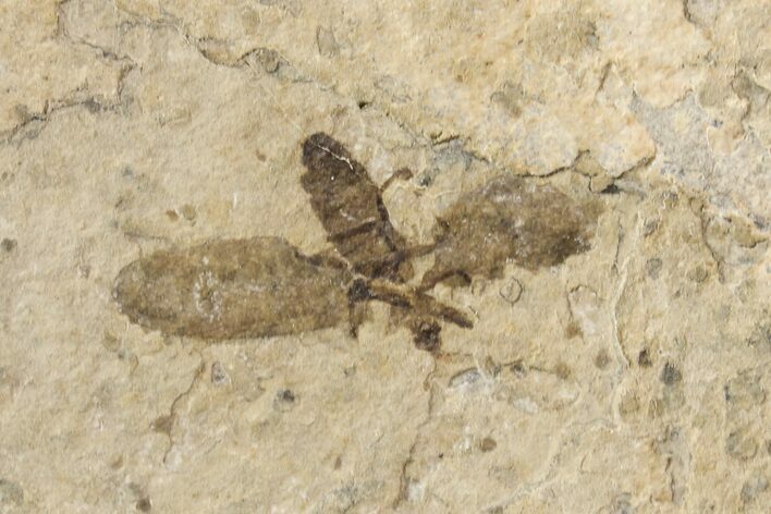 Fossil March Fly (Plecia) - Green River Formation #154417
